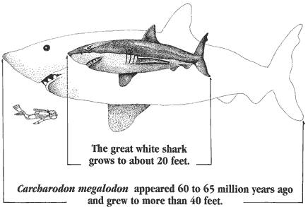 carcharodon-megalodon